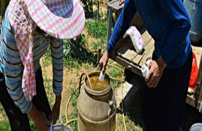 肟菌酯戊唑醇治什么病