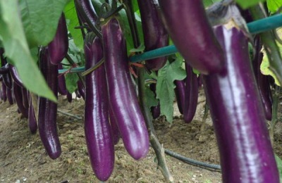 西兰花的起源在哪里?西兰花有哪些常见品种