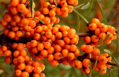 一斤沙棘多少钱?种植前景如何?(附种植要点)