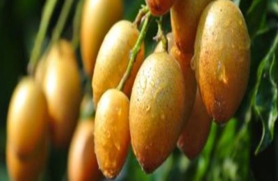 黄皮果一斤多少钱？黄皮果种植前景分析