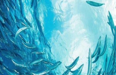 沙丁鱼一斤多少钱？沙丁鱼养殖前景分析(附沙丁鱼功效)
