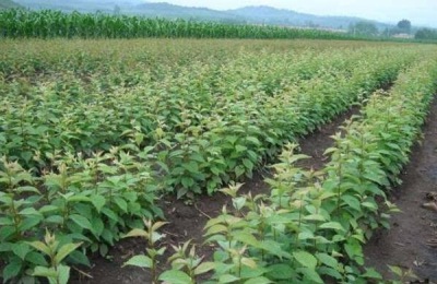 马哈利种子种植方法