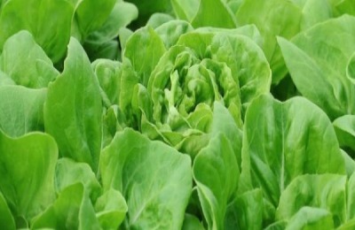 无公害蔬菜的栽培技术