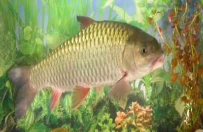 养殖鲤鱼一年能长多大