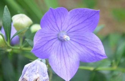 温室种什么药材最赚钱