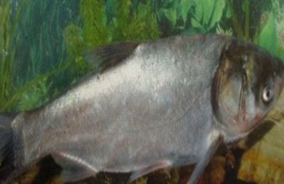 鲢鱼的主要产地在哪里？有哪些常见品种