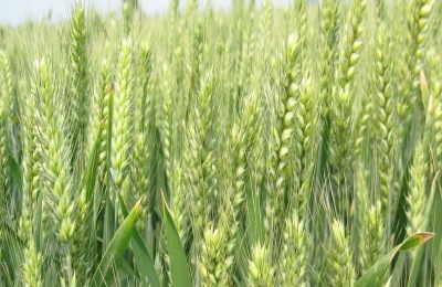 菠萝一斤多少钱？菠萝种植成本利润分析