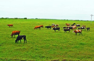 黄牛苗的价格是多少？分析黄牛养殖的利润和成本