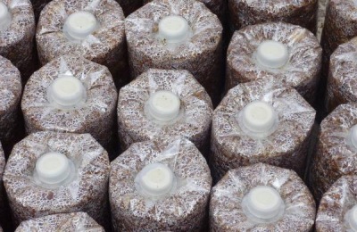 鸡腿菇的市场价格何？种植前景如何？(附种植技术)