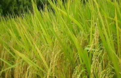 茄子种植导致植株早衰的原因是什么？如何预防