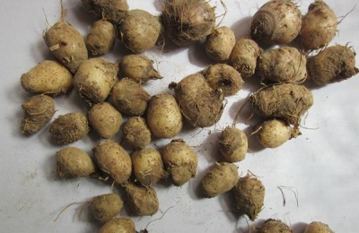 半夏的购买价格是多少?半夏的种植效益如何