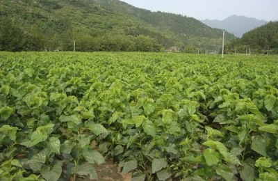 桑树苗一亩地多少颗,附种植方法