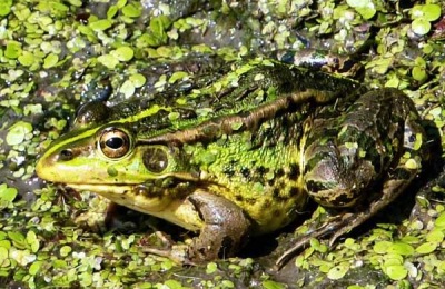 一亩地养青蛙有多少利润