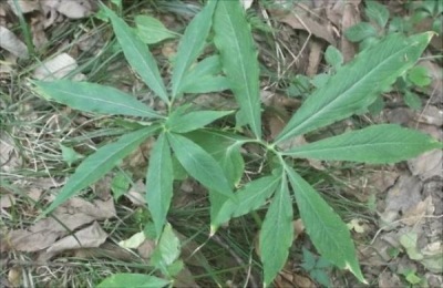 种什么药材前景好