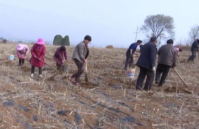 桑树苗一亩地多少颗,附种植方法