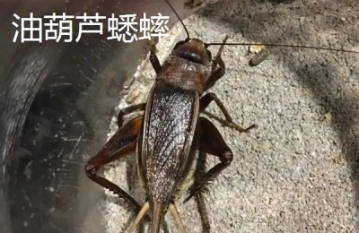 蟋蟀种类,油蛉与蟋蟀的区别