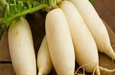 白萝卜无公害种植技术