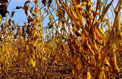 周豆25品种介绍