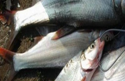 翘嘴鱿鱼的产地在哪里?常见种类有哪些