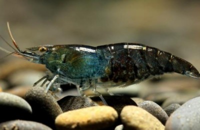 黑壳虾的寿命