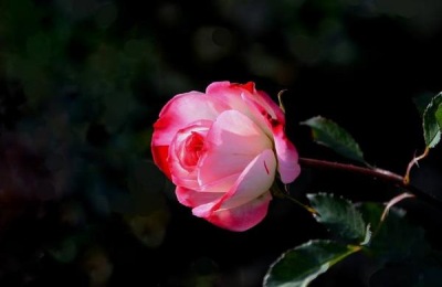 一株藤本月季苗的价格是多少？如何购买