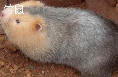 穷人创业一千元以下的创业项目有哪些