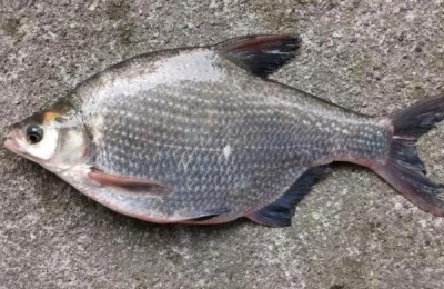 鳊鱼吃什么食物长大,附养殖方法