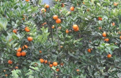 非常有特色的冬瓜品种介绍