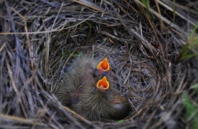 一斤大口黑鲈多少钱?养殖前景如何?(附养殖技术)