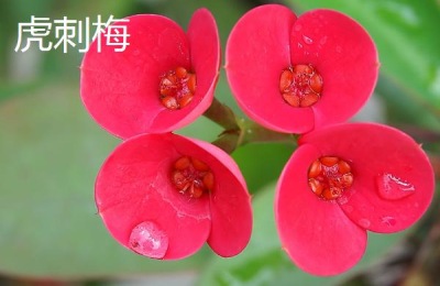 丽江有哪些特产可以带走