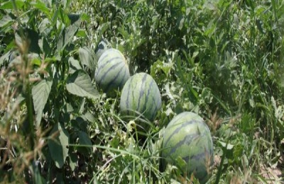 一棵西瓜苗多少钱？西瓜苗的栽培步骤和方法有哪些