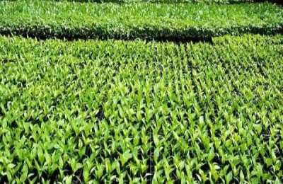 红枣品种介绍具有很大的种植前景