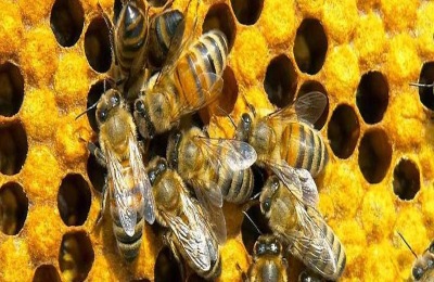 蜜蜂怎样分蜂才不会跑