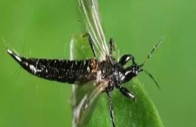 敌敌畏对蓟马有效果吗