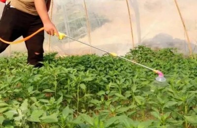 樟树港辣椒种植技术