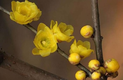 梅花的主要产地在哪里?有哪些优质品种