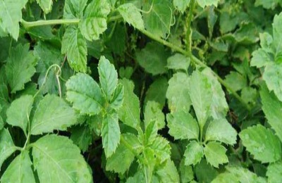 广西来宾市有哪些特产