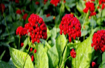 吉林延边有哪些特产