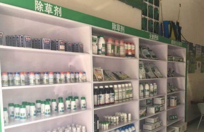 如何选择鼠茅草种子?有哪些育苗方法