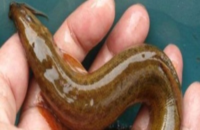 养泥鳅需要多少成本