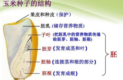 玉米种子发芽的最低温度是多少度,玉米种子的胚包括哪几个部分