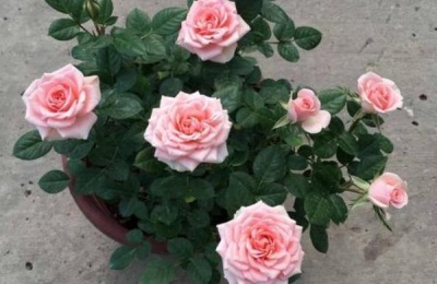 有哪些耐寒的月季品种