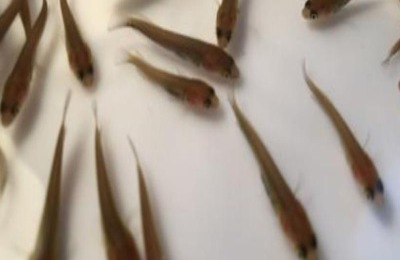 黑鱼一斤多少钱？养10亩黑鱼的利润是多少