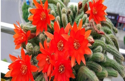 白檀仙人掌怎么扦插