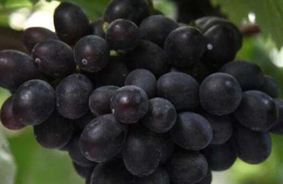 早熟葡萄苗品种有哪些?15个早熟品种总有一个适合你