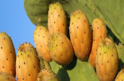 仙人掌多肉植物品种大盘点