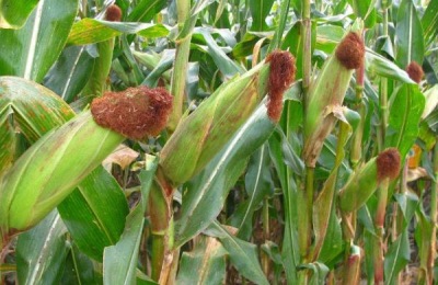 粉红色多肉植物有哪些品种