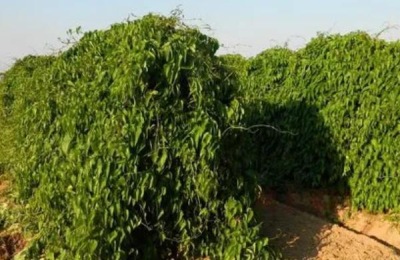 山药后期管理方法,立冬前要开始采收