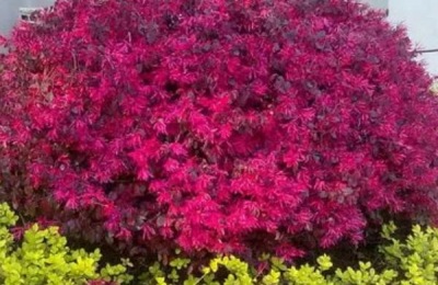 红花继木的种植技术,在微酸性土壤中生长良好