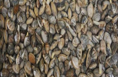 黄贝产地在哪里？常见的可食用贝类产地分布